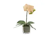 Glamorous Fusion Apricot Orchid Artificial Fake Plant Decorative Arrangement 32cm In Square Glass