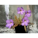 《悠栽小植》-食蟲植物-PINGUICULA APHRODITE-阿芙羅狄蒂捕蟲堇