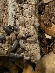 Armadillidium vulgare St Lucia Jelly Bean Isopods Bioactive CleanUpCrew