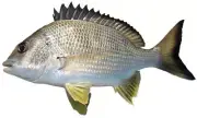 30 bream on fly Collection