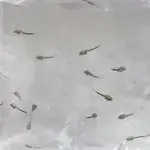 【嘉嘉寵物】淡水石斑魚苗  海產 海鮮