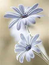 Paint by Numbers Painting by Numbers Paint by Number Oil Painting Daisy for Adults Kids Drawing Flowers Art Picture On Canvas Kit Hand Paint Gift Decor 40x50cm