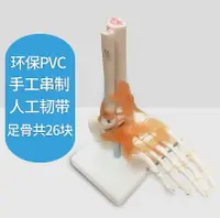 在飛比找樂天市場購物網優惠-腳關節模型腳骨模型腳部骨骼結構造模型足部踝關節附韌帶腓骨趾骨