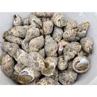 在飛比找Yahoo!奇摩拍賣優惠-『極鮮味』【鳳螺/冷凍鳳螺/2kg/50/80鳳螺/印度鳳螺