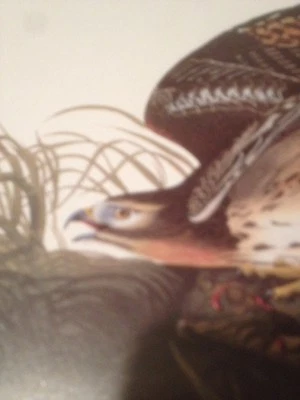 Red Shouldered Winterhawk Audubon Bird Print Picture Plate Post