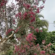 Melaleuca viridiflora - Weeping Red Paperbark, Pink sport