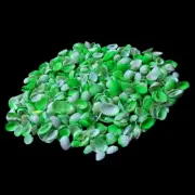 Green Ark White Shells For Crafts Art Decor Natural Sea Shell approx.200 pcs