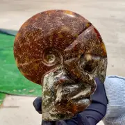 1.26LB Rare! Natural Tentacle Ammonite FossilSpecimen Shell Healing Madagascar