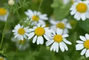 4 oz Candle Scent Oil-CHAMOMILE