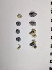Beastmen Skull Warhammer Fantasy Undead Vampire Counts Skeleton Warrior Bits OOP
