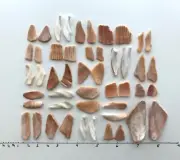 24 Pairs Natural Cockle Clam Shell smooth seashell frags beach jewelry art craft