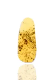 Large swarm of Springtails, Fossil insect inclusion in Burmese Amber