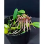 【蘭蕨雨林】BULB. MELANOGLOSSUM，台灣原生，紫紋捲瓣豆蘭，低海拔，蝴蝶蘭環境可，好種。