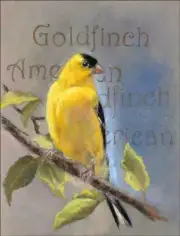 American Goldfinch Accent & Decor Tile Debbie Hughbanks Bird Art DHA056AT