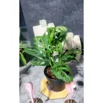 瑞士起司窗孔龜背芋4.5吋 MONSTERA ADANSONII ‘SWISS CHEESE VINE’