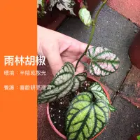 在飛比找蝦皮購物優惠-5吋 雙色 粉紅胡椒 雨林胡椒 椒草 彩脈風藤 美脈藤 雨林