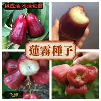 在飛比找蝦皮購物優惠-【蓮霧種子】新品黑糖芭比蓮霧種子果樹種子大葉紅果種子黑珍珠飛