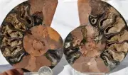 9705 RARE 1in100 BLACK Ammonite PAIR Deep Crystals 110myo FOSSIL LRG 100mm 4.0"