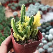 Cereus cv. Fairy Castle cactus Succulent plants Home Garden Bonsai