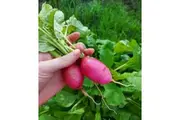 RADISH 'Pink Celebration' seeds