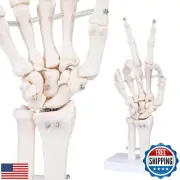 LVCHEN Human Skeleton Hand Model - Life Size Anatomical Finger Bone Model wit