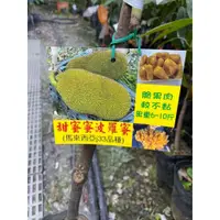 在飛比找蝦皮購物優惠-李家果苗 甜蜜蜜波羅蜜 J33品種 4吋半盆 靠接苗 波羅蜜