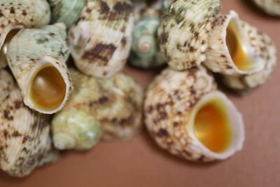 DIY Seashell Crafts Shells, Turbo Goldmouth Most Are 1 14/" - 1 1/2", SS-91