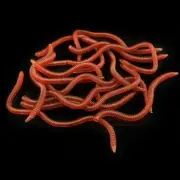 Professional Grade Earthworm Soft Bait Set of 20 for Effective Fishing