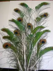 Peacock Feathers - 15 Eyes, 4 Swallow, 2 Sword Tail Feathers - each 50-60cm Long