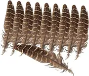STOBOK 25pcs Natural Pheasant Plumes DIY Dream Catcher Craft Supplies Decorative Quill for Home Decor Wedding Party Centerpieces