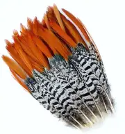 10 Pcs LADY AMHERST PHEASANT Feathers 4-12" RED TIP Top-Quality/Craft/Halloween