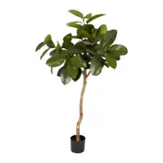[Florabelle Living] Rubber Plant Tree 1.2M