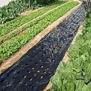 5 Holes Black Plastic Mulch Film for Agricultural Vegetable Film Plant Plastic Film Perforated PE Film for Garden Plant Mulch Membrane intens ely 3X33 Ft