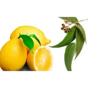 LEMON EUCALYPTUS Fragrance Oil for making Candles, Soaps, Wax Melts etc.
