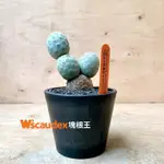 珍稀多肉植物 仙人掌 TEPHROCACTUS GEOMETRICUS 大型習志野團扇