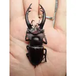 昆蟲標本（死的非活體） 臺灣深山鍬形蟲LUCANUS FORMOSANUS 大型個體