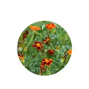 Marigold Himalayan - Seed Packet - Organic Seeds - Spring - Summer