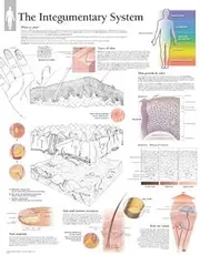 Integumentary System Paper Poster