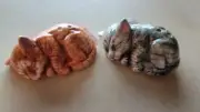Cracker Barrel Cats / Kittens Mini Salt & Pepper Shakers (NEW)