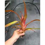 積水鳳梨-AECHMEA BRACTEATA RUBRA（紅色型）