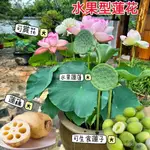 🍓免運附發票🍓【水果型蓮花種子】磨盤蓮花 蓮子種子 蓮藕種子 大型蓮花種子 荷花種子 棵生食蓮子種子 小院池塘種植水果蓮