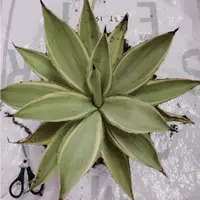 在飛比找蝦皮購物優惠-小仙肉🌵影武者 🌵Agave 龍舌蘭多肉 龍什蘭🌵 圖一為母