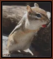MINI CREATURES - CHIPMUNK cross stitch pattern (punto cruz)