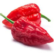 Chilli - Trinidad 7 Pod Barrackpore seeds