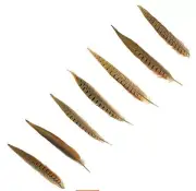 pack of 10 Ringneck Pheasant Tail Feathers 10-12" Length good quality Sanitized