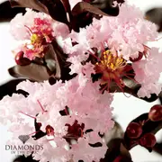 Buy Crepe Myrtle Diamonds in the Dark Blush (Lagerstroemia indica)