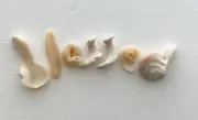 Natural Letter Shaped BLESSED beach shell fragment seashell craft pebble art USA