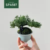 在飛比找蝦皮購物優惠-【Tanaka Bonsai】SPA587 珍珠柏盆景｜松柏