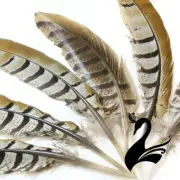 Feather Pheasant Venery Reeve 10-15cm (Pack of 5) - Craft Millinery Fly Fishing