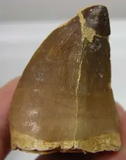 #23 Morocco 100%Natural REAL Reptile Dinosaur Fossil MosasaurTooth Specimen 42mm
